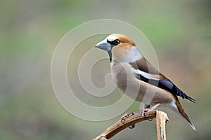 Grosbeak bird close-up. Sitting on a branch. The common oak tree lat. Coccothraustes coccothraustes is a species of bird
