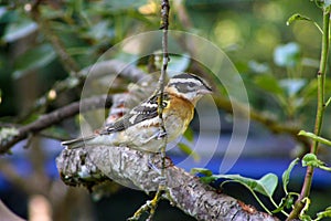 Grosbeak on Pear Twig 02