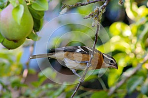 Grosbeak on Pear Twig 07