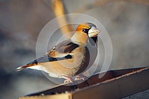 Grosbeak perched on a birdfeeder