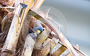 Grosbeak starling Scissirostrum dubium in a palm tree