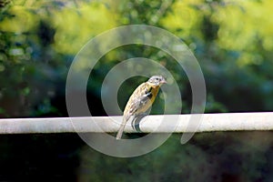 Grosbeak on Sunny Bar 02