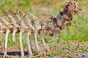 Gross deer carcass skeleton eaten by scavengers in the Crex Meadow Wildlife Area in rural Wisconsin photo