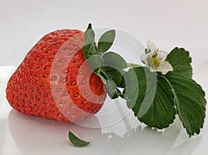 Fiore e fragola con piantina su sfondo bianco photo