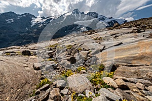 Grossglockner mountain lake rocks and yellow flowers in the foreground in the Austrian Alps in the Hohe Tauern mountains
