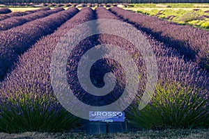 Grosso Purple Lavender Variety in Rows in Sequim, WA