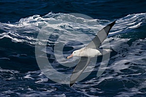 Grote Albatros, Snowy (Wandering) Albatross, Diomedea (exulans)