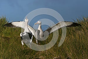 Grote Albatros, Snowy (Wandering) Albatross, Diomedea (exulans)