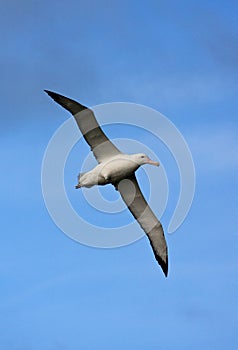 Grote Albatros, Snowy (Wandering) Albatross, Diomedea (exulans)