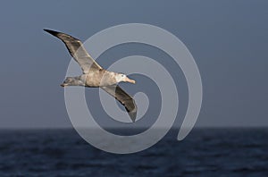 Grote Albatros, Snowy (Wandering) albatross, Diomedea (exulans) photo