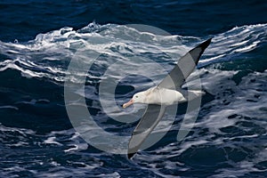 Grote Albatros, Snowy (Wandering) Albatross, Diomedea (exulans) photo
