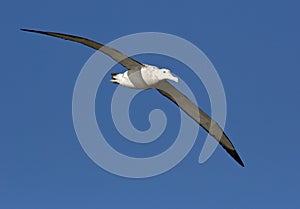 Grote Albatros, Snowy (Wandering) Albatross, Diomedea (exulans) photo