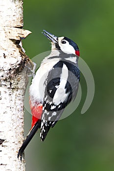 Grote Bonte Specht; Great Spotted Woodpecker; Dendrocopos major