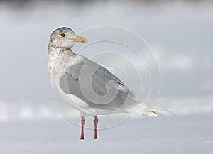 Grote Burgemeester, Glaucous Gull, Larus hyperboreus