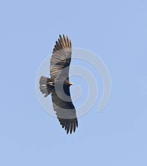 Grote Geelkopgier, Greater Yellow-headed Vulture, Cathartes melambrotus