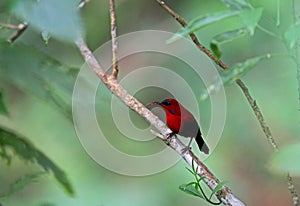 Grote Geelrughoningzuiger, Magnificent Sunbird, Aethopyga magnifica