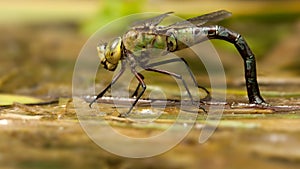 Grote keizerlibel, Blue Emperor, Anax imperator