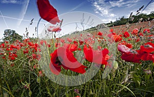 Grote klaproos, Corn Poppy, Papaver rhoeas photo