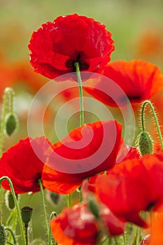 Grote klaproos, Corn Poppy, Papaver rhoeas photo