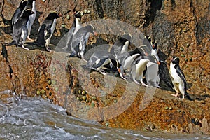 Grote KuifpinguÃ¯n, Erect-crested Penguin, Eudyptes sclateri