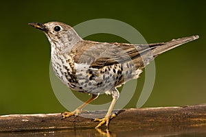 Grote Lijster, Mistle Thrush, Turdus viscivorus