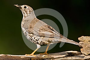 Grote Lijster, Mistle Thrush, Turdus viscivorus