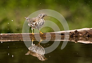 Grote Lijster, Mistle Thrush, Turdus viscivorus