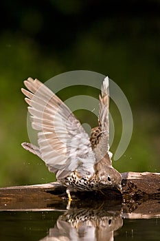 Grote Lijster, Mistle Thrush, Turdus viscivorus