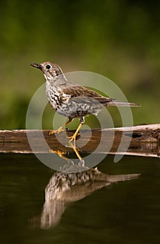 Grote Lijster, Mistle Thrush, Turdus viscivorus