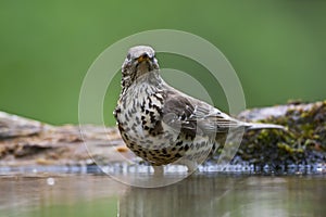 Grote Lijster, Mistle Thrush, Turdus viscivorus