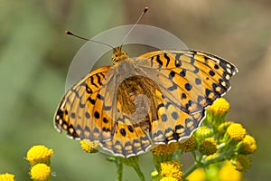 Grote parelmoervlinder, Dark Green Fritillary, Argynnis aglaja