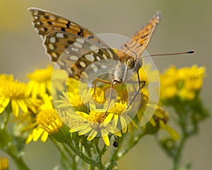 Grote parelmoervlinder, Dark Green Fritillary, Argynnis aglaja