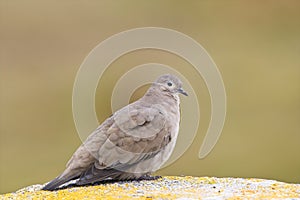 Grote Punaduif, Black-winged Ground-dove, Metriopelia melanoptera