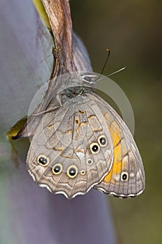 Grote schaduwzandoog, Lattice Brown, Kirinia roxelana