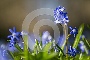 Grote sneeuwroem, Forbes ' glory-of-the-snow, Chionodoxa forbesii