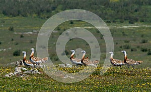 Grote Trap, Great Bustard, Otis tarda