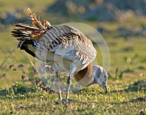 Grote Trap, Great Bustard, Otis tarda