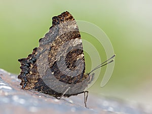 Grote vos, Large Tortoiseshell, Nymphalis polychloros