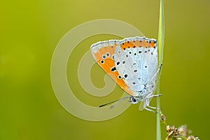 Grote vuurvlinder, Large Copper, Lycaena dispar batava