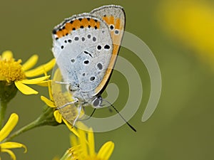 Grote vuurvlinder, Large Copper, Lycaena dispar batava