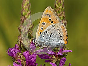 Grote vuurvlinder, Large Copper, Lycaena dispar batava