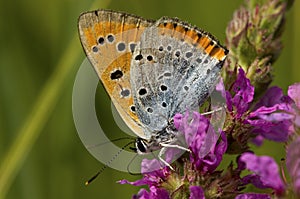 Grote vuurvlinder, Large Copper, Lycaena dispar batava