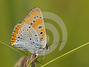 Grote vuurvlinder, Large Copper, Lycaena dispar batava