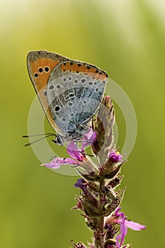 Grote vuurvlinder, Large Copper, Lycaena dispar batava