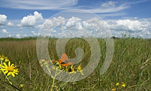 Grote vuurvlinder, Large Copper, Lycaena dispar batava