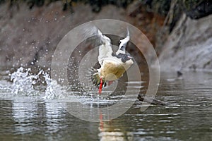 Grote Zaagbek, Goosander, Mergus merganser