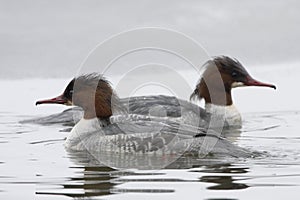 Grote Zaagbek, Goosander, Mergus merganser