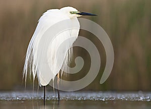 Grote Zilverreiger, Western Great Egret, Ardea alba alba