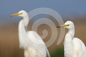 Grote Zilverreiger, Western Great Egret, Ardea alba alba