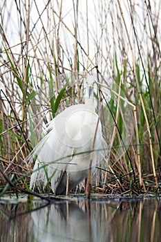 Grote Zilverreiger, Western Great Egret, Ardea alba alba